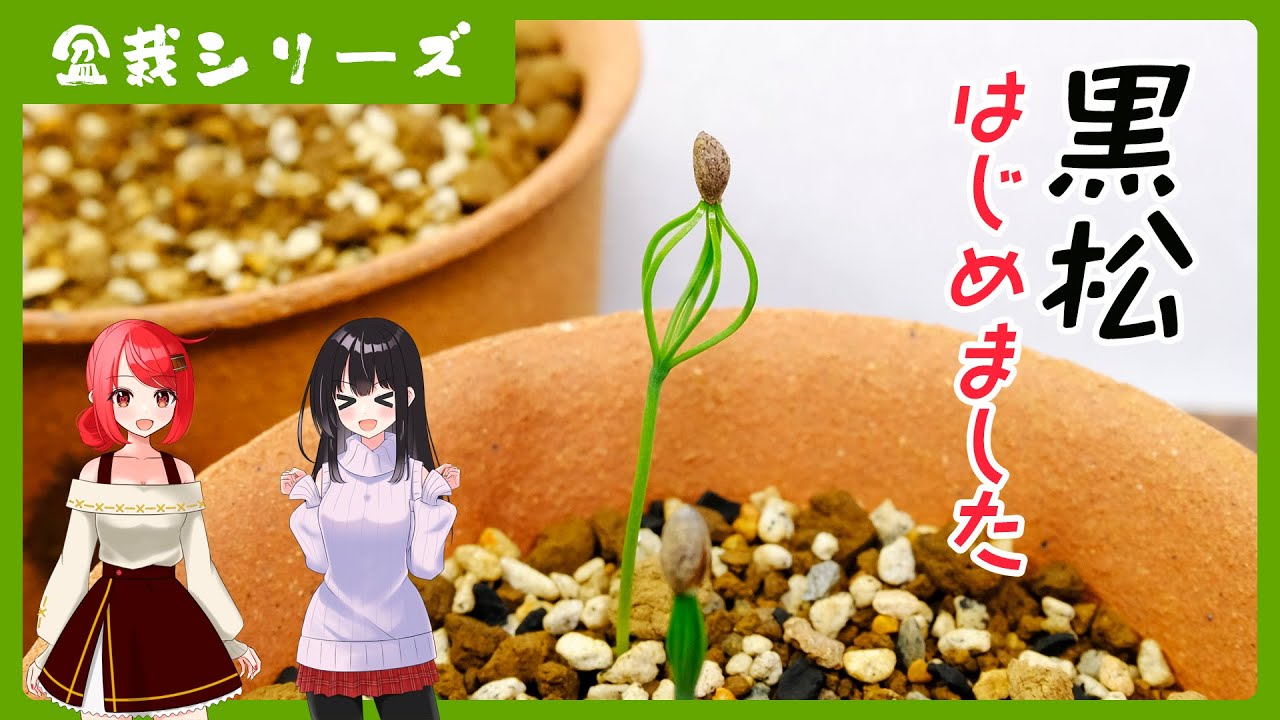 室内盆栽シリーズ】種から始める黒松 / mini bonsai #盆栽 - YouTube