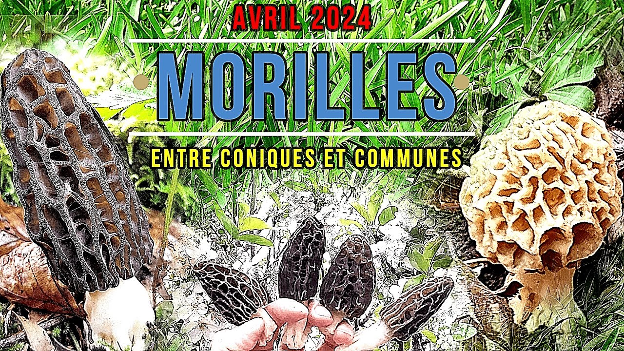 Avril 2024 Morille - Entre coniques et communes !