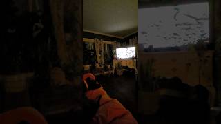 Siggy watching his favorite show (nature videos made for dogs on youtube) #dogwatchingtv #dog