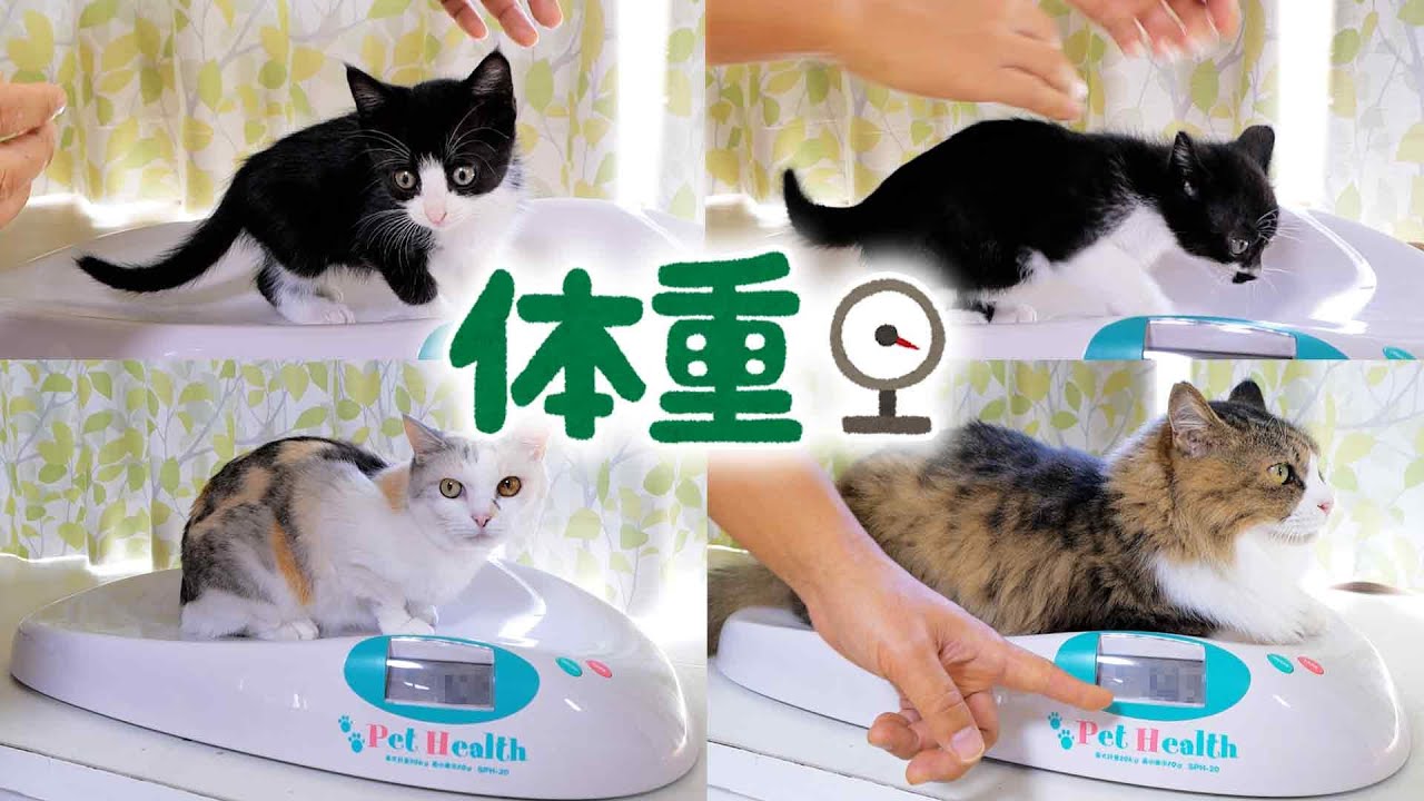 にゃんちよページ Weighing all the cats🐈🐈🐈🐈 - YouTube