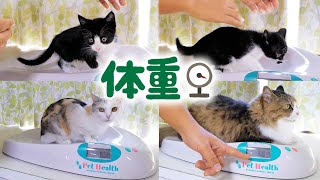 猫達の体重測定🐈🐈ついにあのボス吉が‥‼【仲良し子猫姉妹の成長記録】