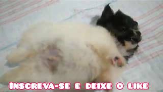 Filhote de LULU DA POMERANIA com SHITZU