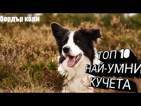 Видео: Най-умните породи кучета, лесни за обучение