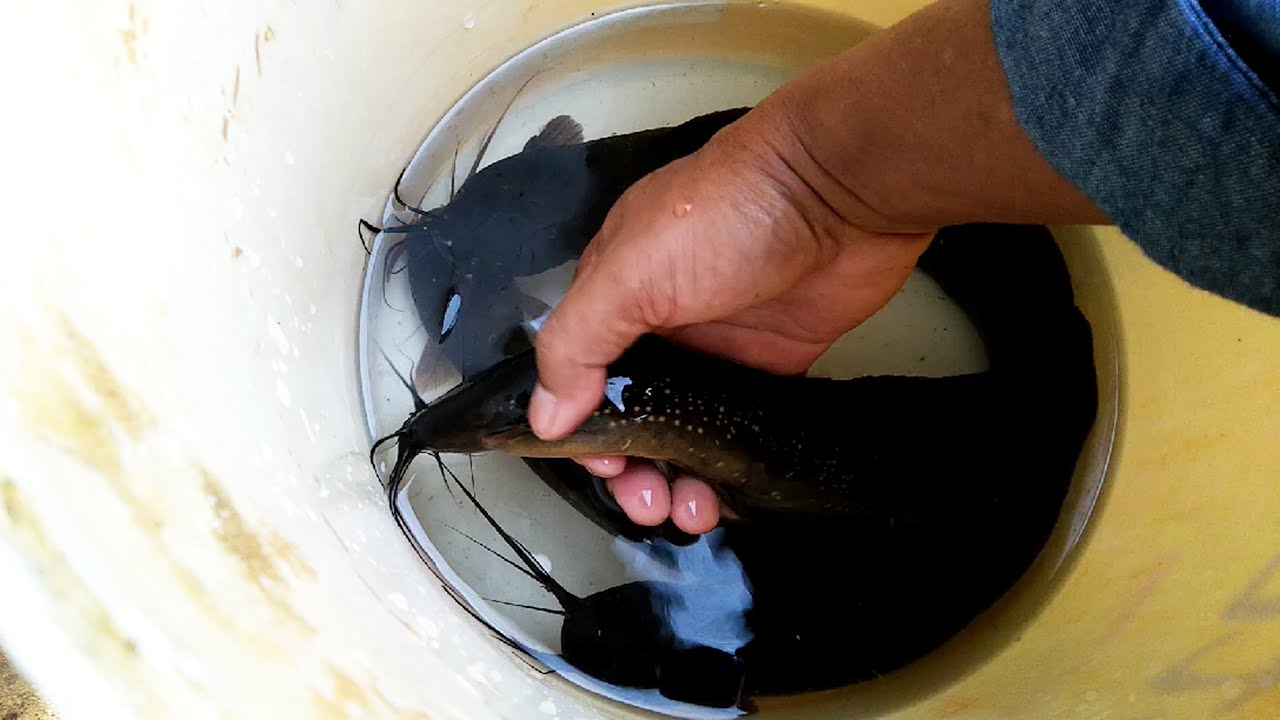 Tambah Koleksi Indukan LELE LIMBAT dalam DRUM Plastik 