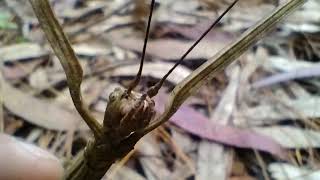 Peruvian Giant Stick Bug