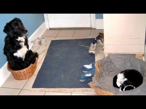 Cute BORDER COLLIES are here to MAKE YOU LAUGH