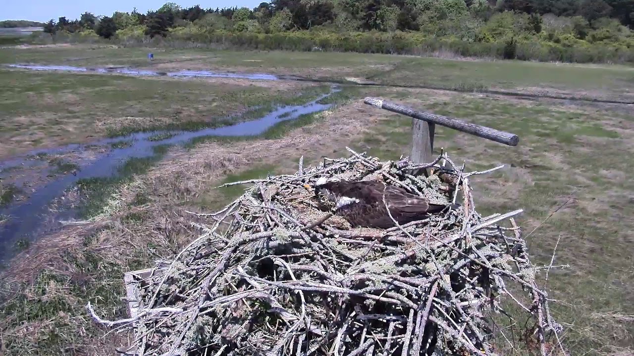 camera iphone 8 plus apk Cape Cod Museum of Natural History Live Stream