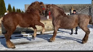 Жеребці на Продажу Коні Ваговози Коні в Україні