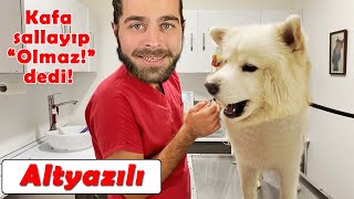 Çapkin Köpek Geldi̇ 😍 Beden Dili Uzmanı Çıktı 🤣 Ğlu