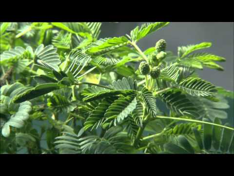 Video: Svět Rostlin