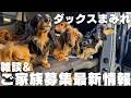 【ダックスまみれ】犬バカの集まりで雑談&ご家族募集状況