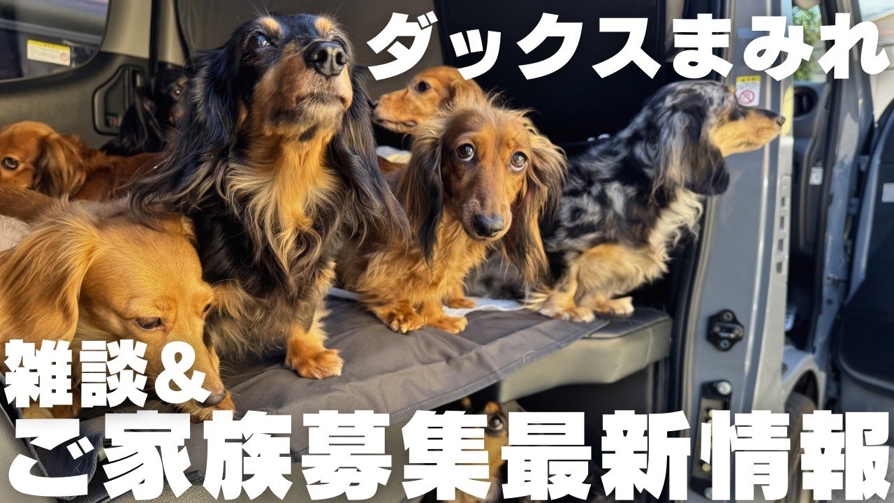 【ダックスまみれ】犬バカの集まりで雑談&ご家族募集状況