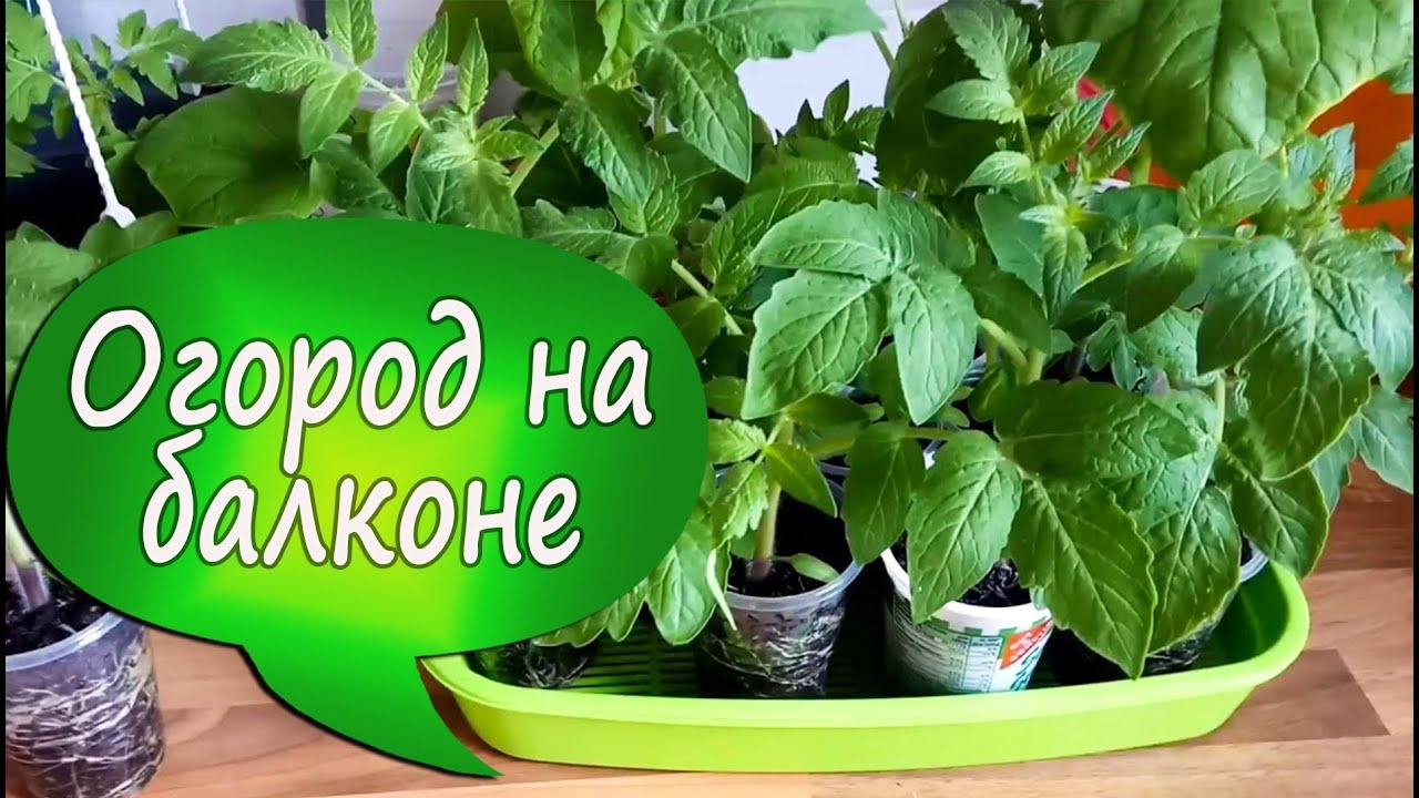 Огород 24 Интернет Магазин