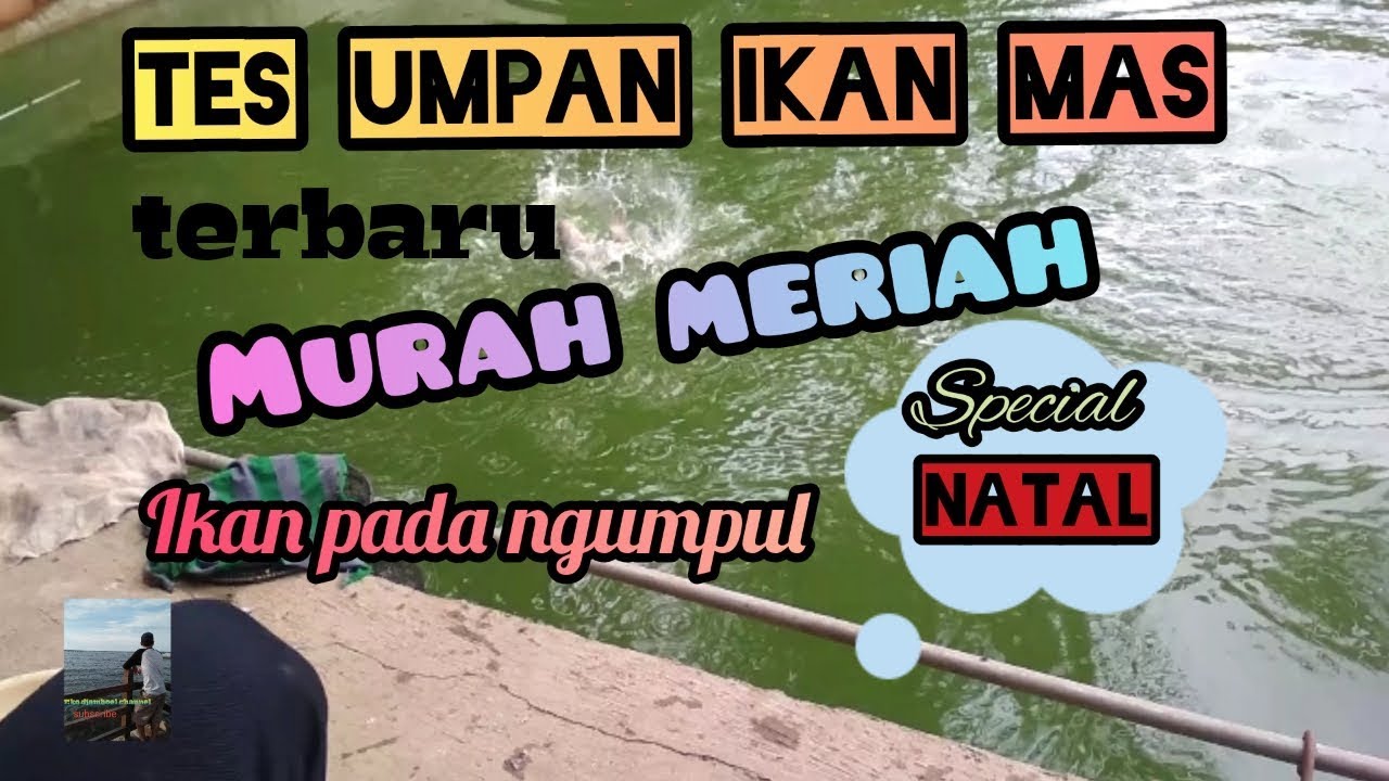 TES UMPAN IKAN MAS MURAH MERIAH || Eko djamboel