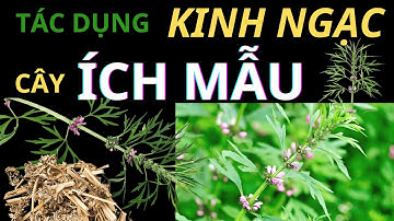 🔥 Tại Sao Cây Ích Mẫu Là "Thần Dược" Cho Sức Khỏe Phái Đẹp?