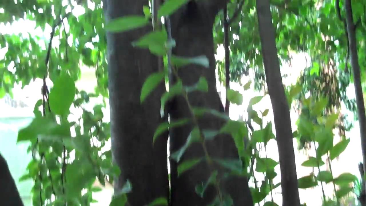 Espécie invasora: Alfeneiro-do-japão (Ligustrum lucidum)