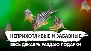 Неприхотливый сомик - Коридорас Штерба