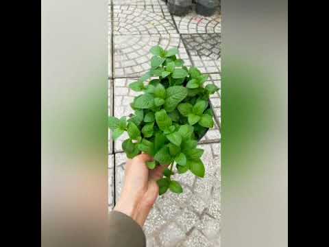 Video Rau xá xị 40k. ĐT/ZALO: 0939214907 - youtube