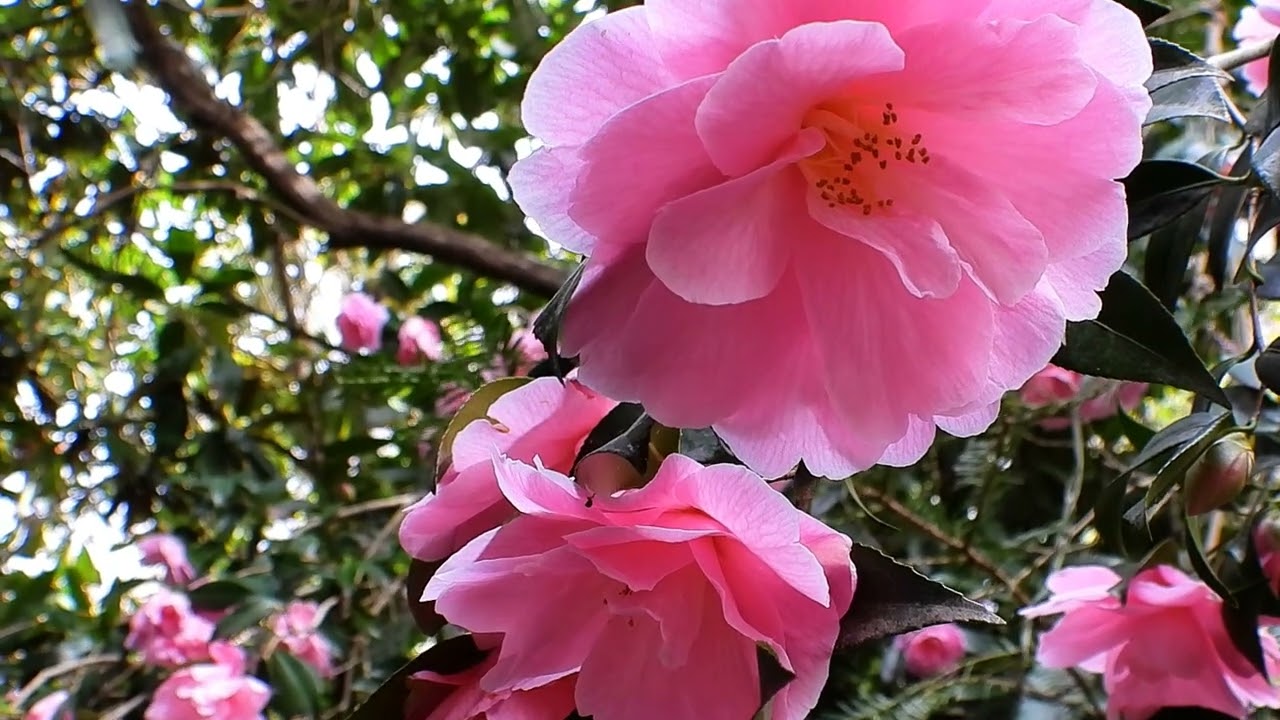 Kamelien und Rhododendren im Garten