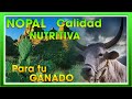 💚❤️NOPAL calidad NUTRITIVA para BOVINOS | Ing. Jannin Hernández Blandón ❤️💚