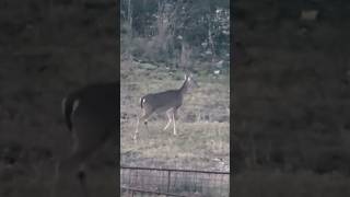 Who’s ready to eat some fresh deer meat??