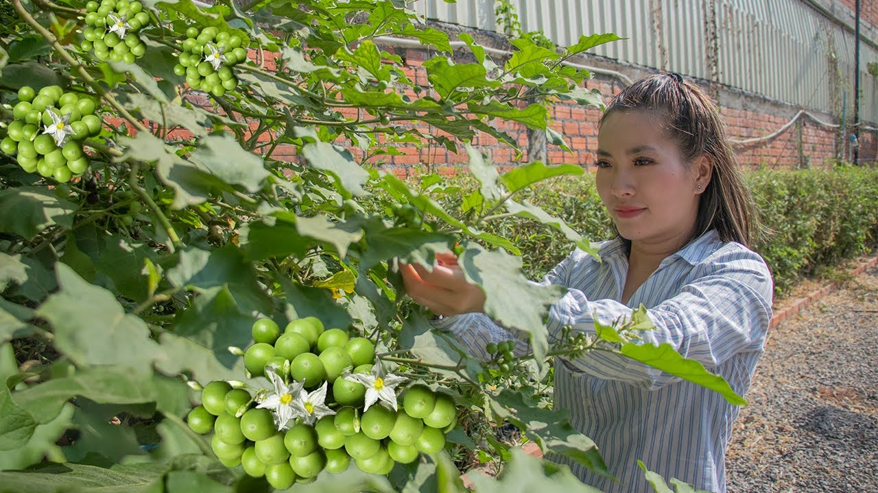 Delicious Fresh Pea Eggplant | Cooking Delicious Food with Pea Eggplant in Homeland