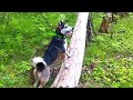 ПРОГУЛКА С ЛАЙКОЙ/ ШМЕЛЬ СВАЛИЛ С РАДАРОВ/