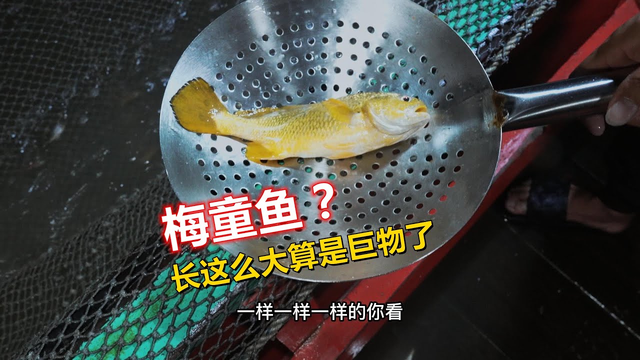 【阿牛赶海】 夜里捕鱼遇到梅童鱼群，整个网都是金灿灿的，一勺下去都有一两斤