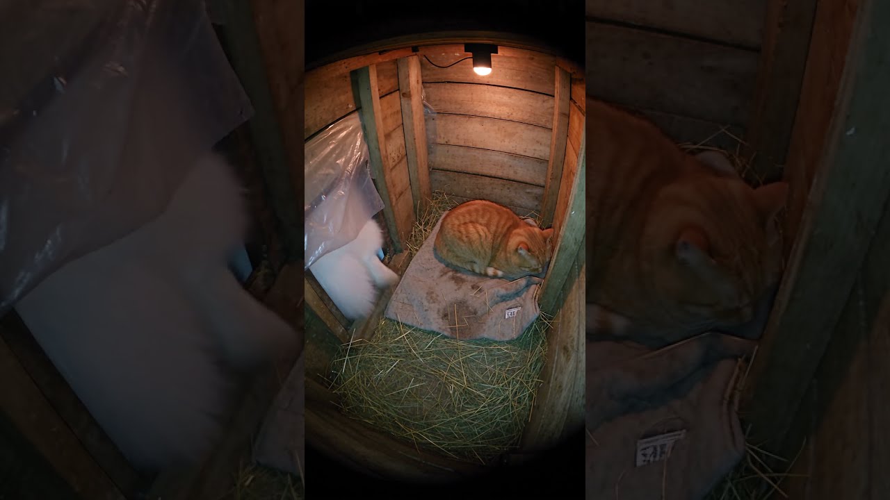 A Giant Fluffy Cloud Walked Into the Cat House