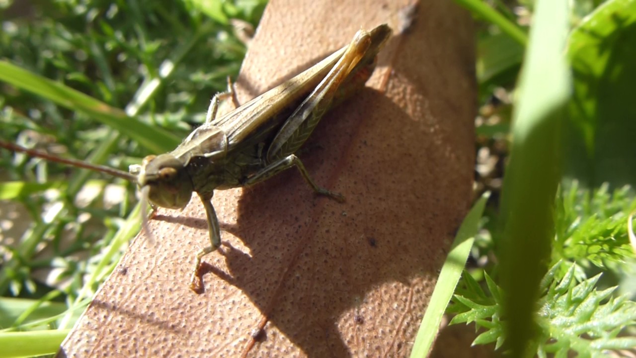 Field Grasshopper - Chorthippus brunneus - Grashüpfer - Runnakrybba - Beinvængjur - Skordýr