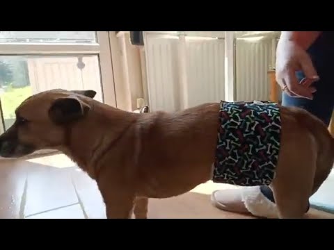 वीडियो: शीर्ष 10 सबसे स्मार्ट कुत्ते नस्लों