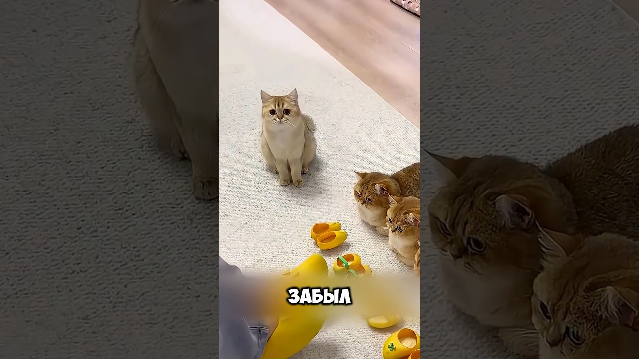 Гениальный Хозяин Мастерит Разное Для Своих Кошек! ? #милыеживотные #животные