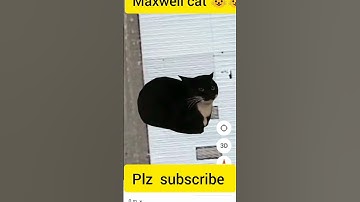 Found Maxwell cat on Google map 😺😺😱🌎