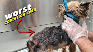 YORKSHIRE TERRIER IN A REALLY BAD CONDITION.