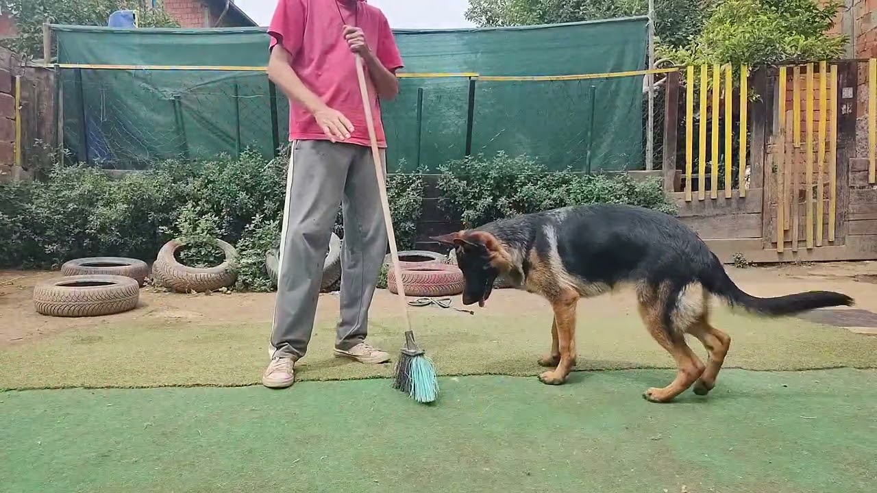 Nesto o vaspitanju psa