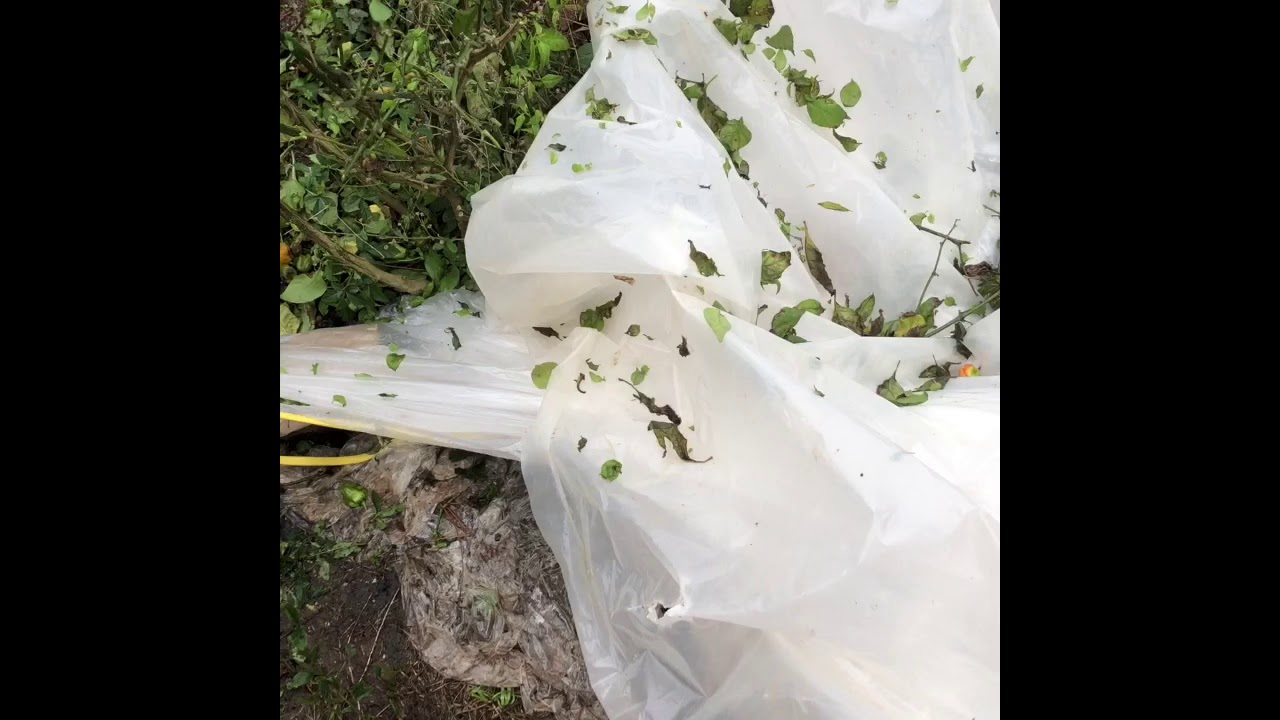 How to overwinter pepper plants outside YouTube