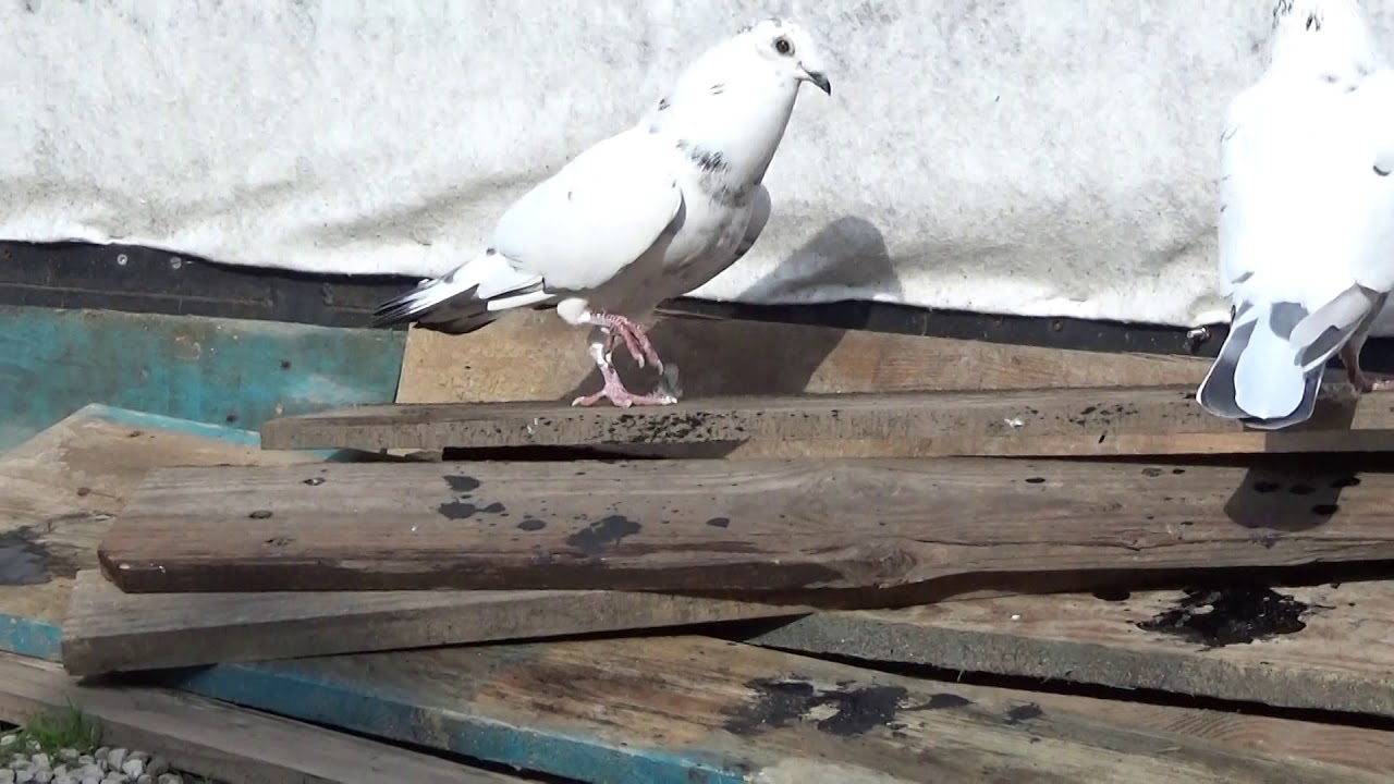 My pigeon singing 00005 - YouTube