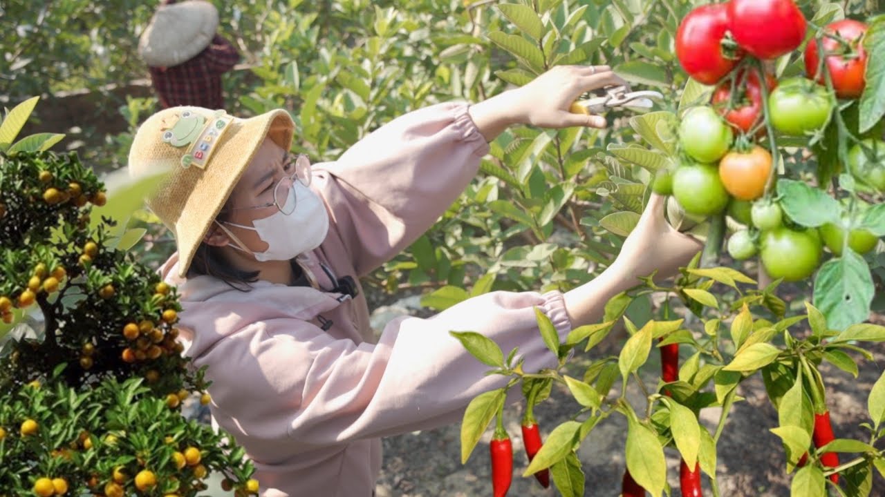 Давайте послушаем звуки сбора урожая фруктов.