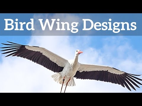 ვიდეო: უნდა ფრინველებმა ფრთები აიკრას ფრენისთვის?
