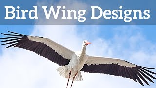 Bird Wing Shapes  How Birds Fly