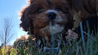 Cavapoo Puppy #puppy #Cavapoo 