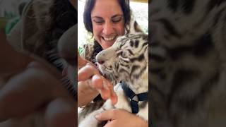 White Baby Tiger Wouldn’t Stop Licking Me😅🥰