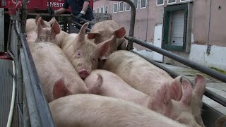 Mercy For Animals Is Suing The Usda To Protect Pigs That Are Too Sick Or Injured To Walk