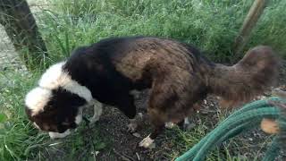 Bear@Landracefarmlgdrescue by Land Race Farm LGD Rescue 40 views 2 days ago 3 minutes, 17 seconds