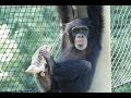 July 2020 Tama zoo chimps, Quarrel between Sakura and Fubuki