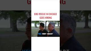 Dog Rescue In Chicago Goes Wrong