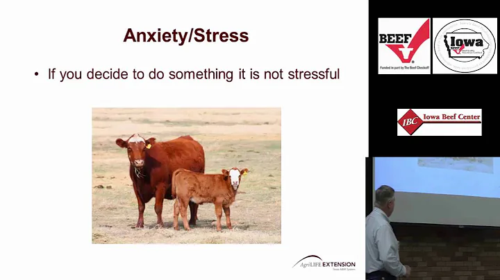 Low Stress Cattle Handling: Part 1