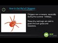 5 Ways to Control the Chigger Population