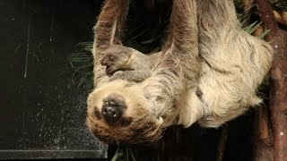 DierenPark Amersfoort - Baby geboren! 🦥