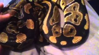 Ball Python Update